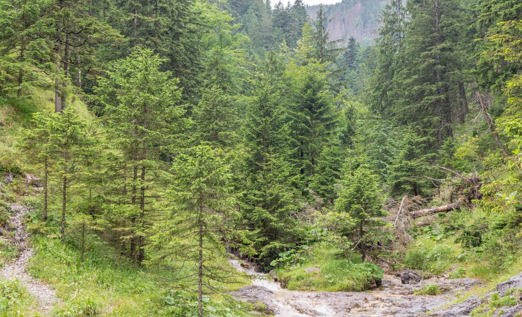 Tatry z dziećmi: Dolina Białego i Dolina Strążyska